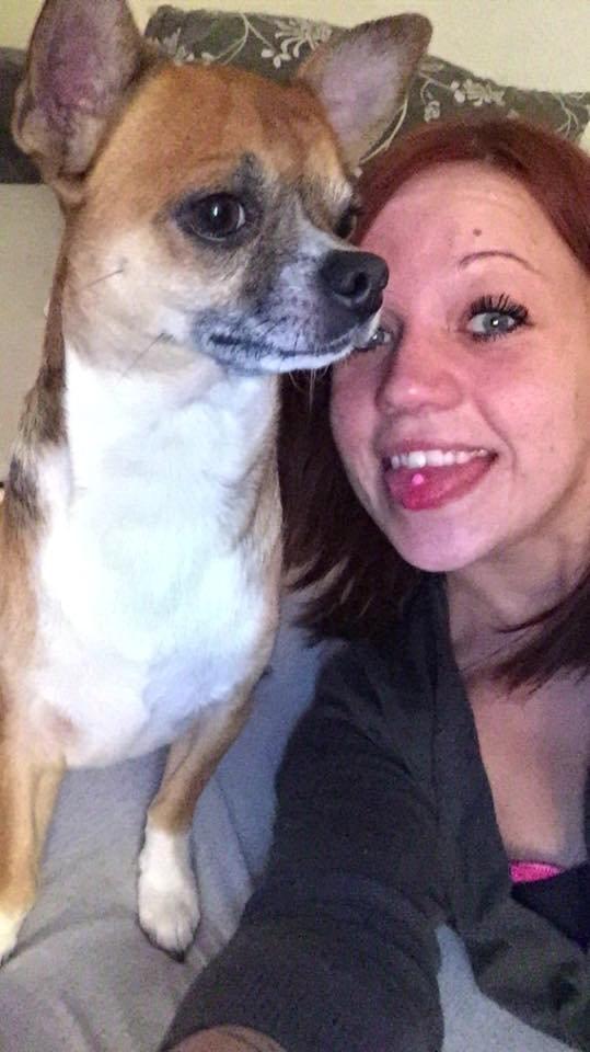 Chihuahua King billede 5