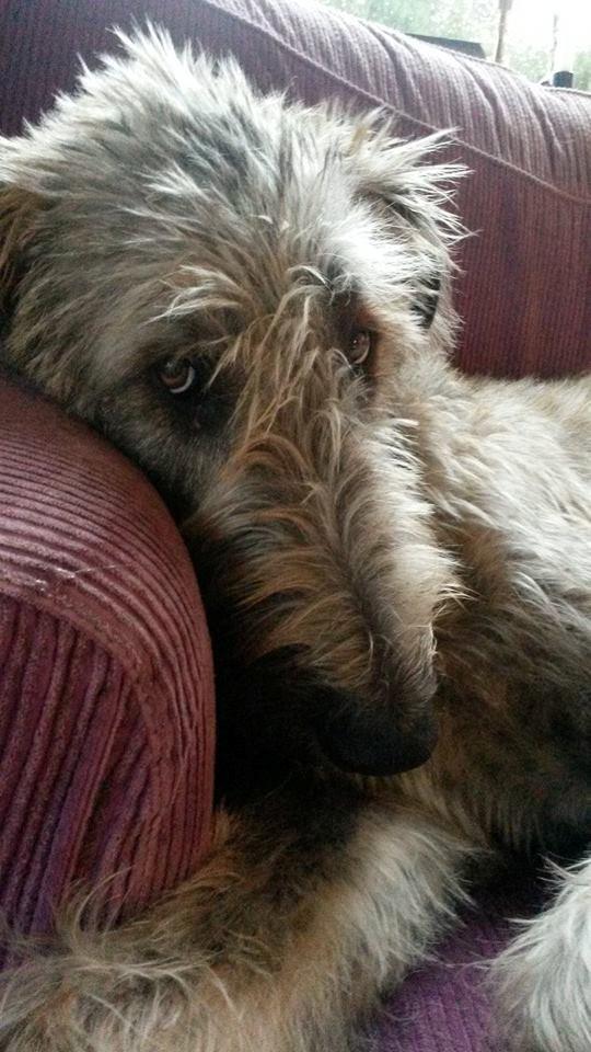 Irsk ulvehund Elliot billede 1