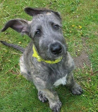 Irsk ulvehund Elliot billede 2