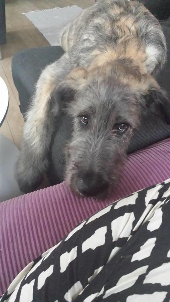 Irsk ulvehund Elliot billede 3