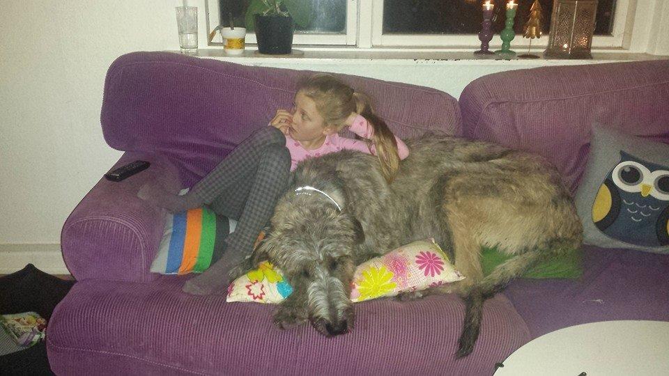 Irsk ulvehund Elliot billede 4