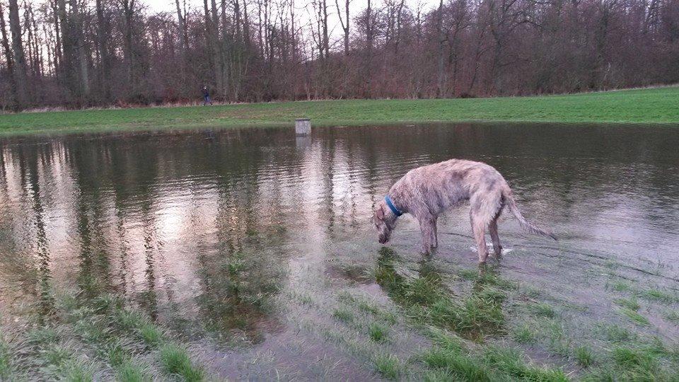 Irsk ulvehund Elliot billede 5