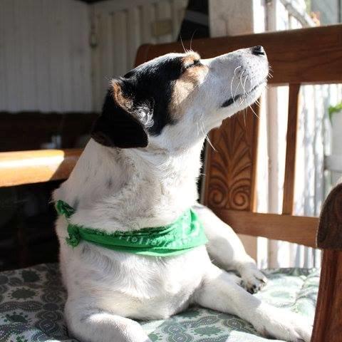 Jack russell terrier Bertil billede 1