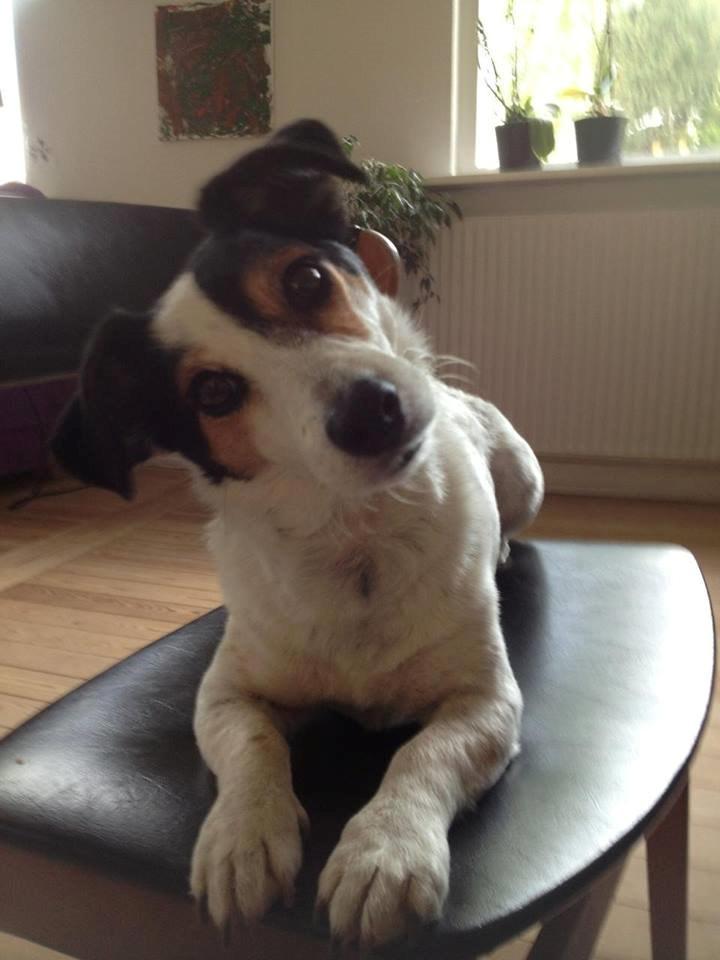 Jack russell terrier Bertil billede 2