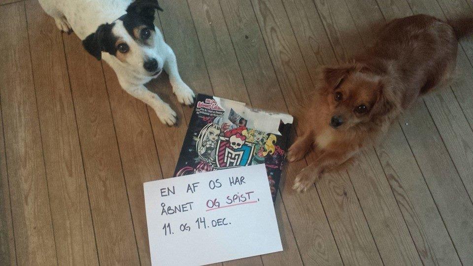 Jack russell terrier Bertil billede 4