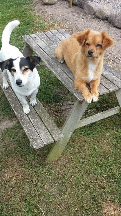 Jack russell terrier Bertil billede 5