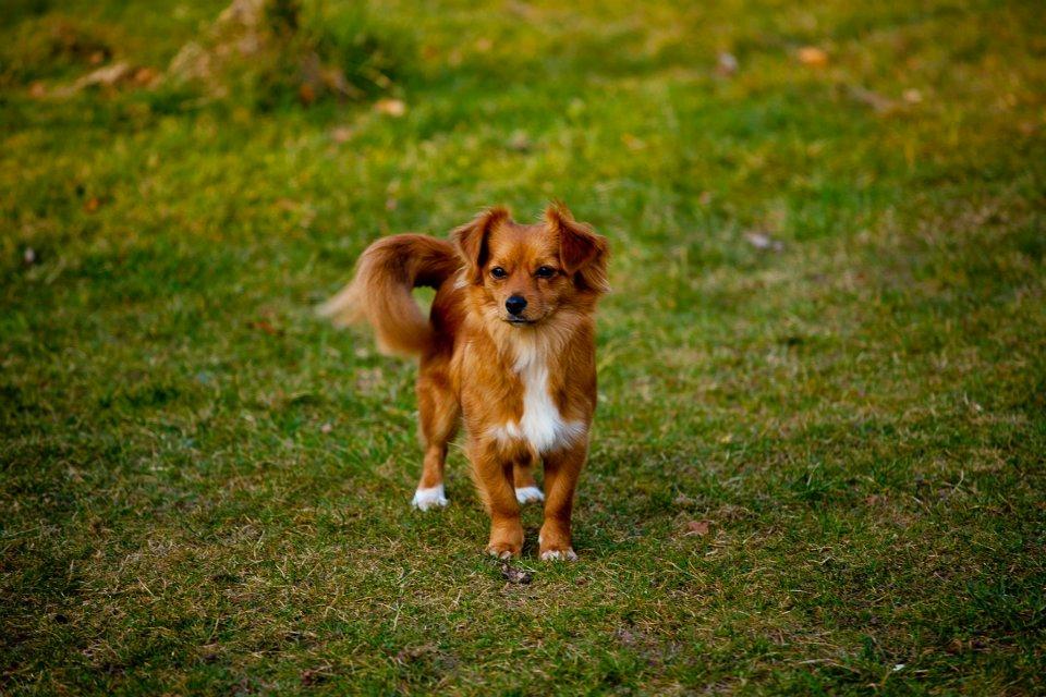 Blanding af racer Sally billede 3