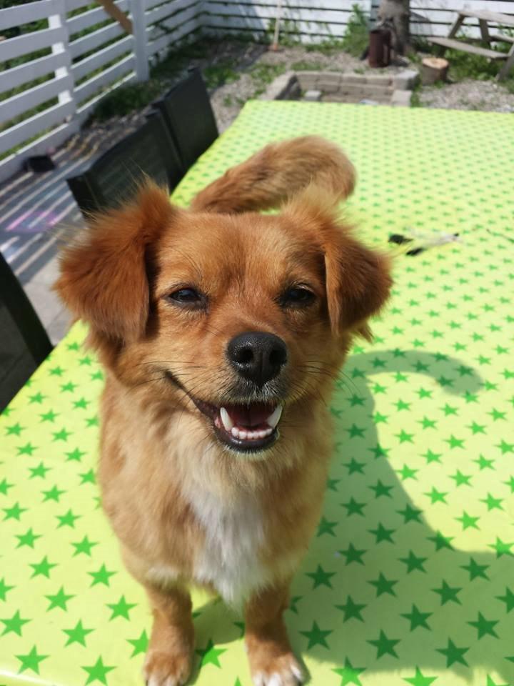 Blanding af racer Sally billede 4