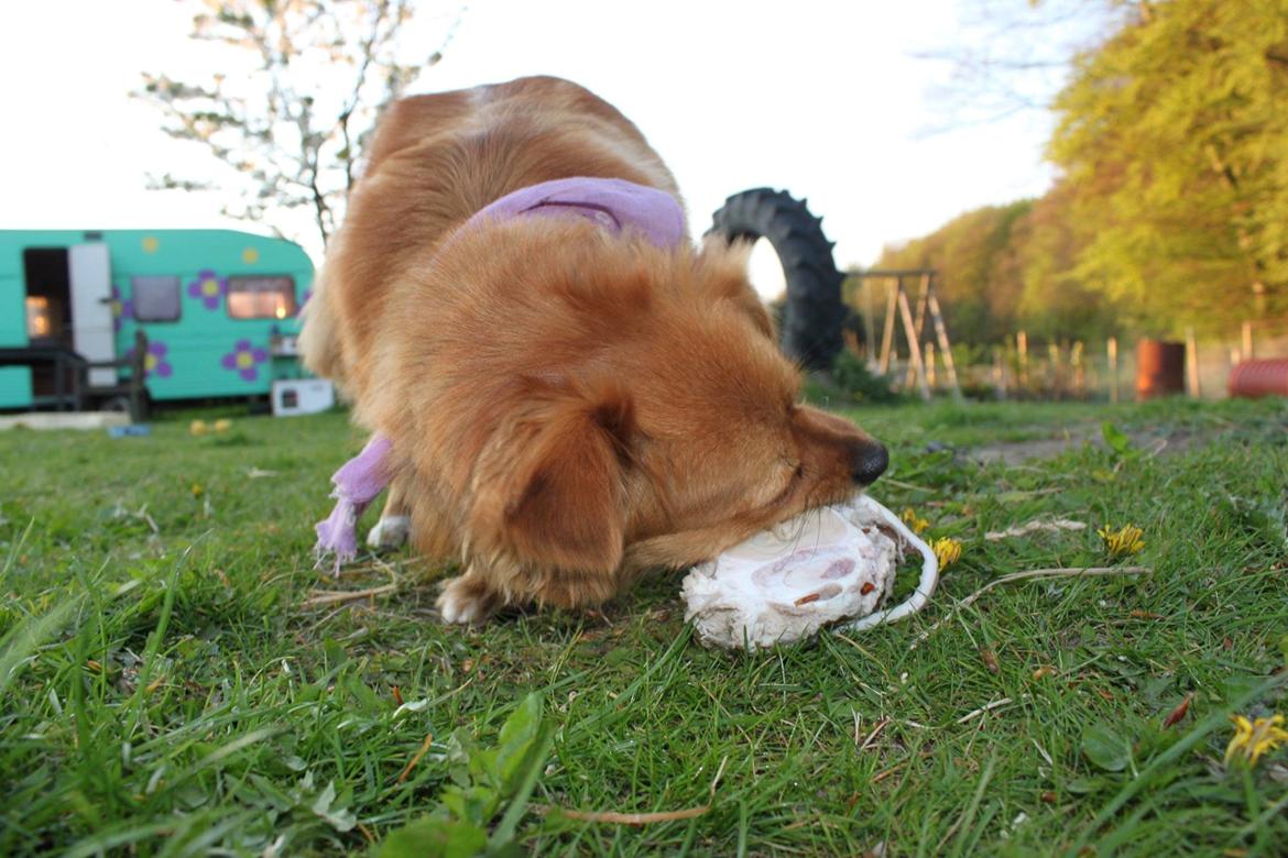 Blanding af racer Sally billede 5