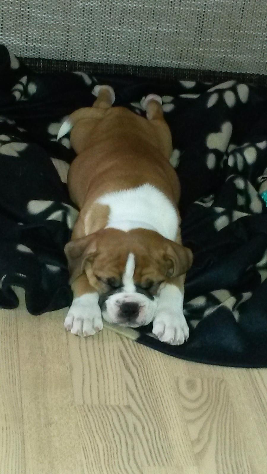 Olde english bulldogge Frankie billede 2