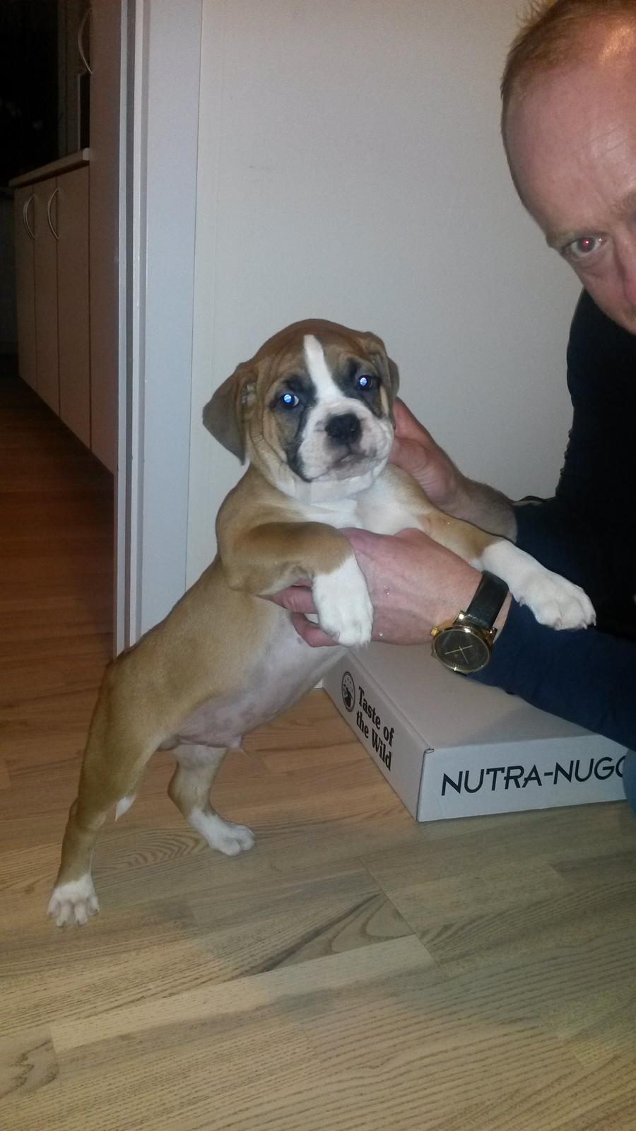 Olde english bulldogge Frankie billede 1