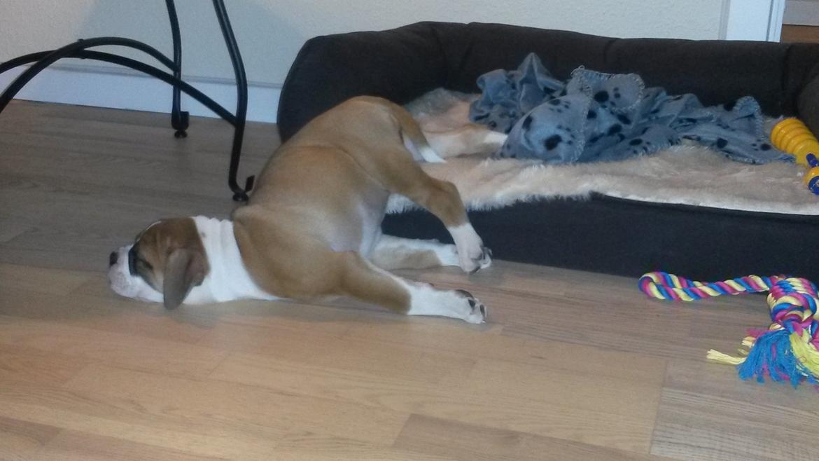 Olde english bulldogge Frankie billede 3