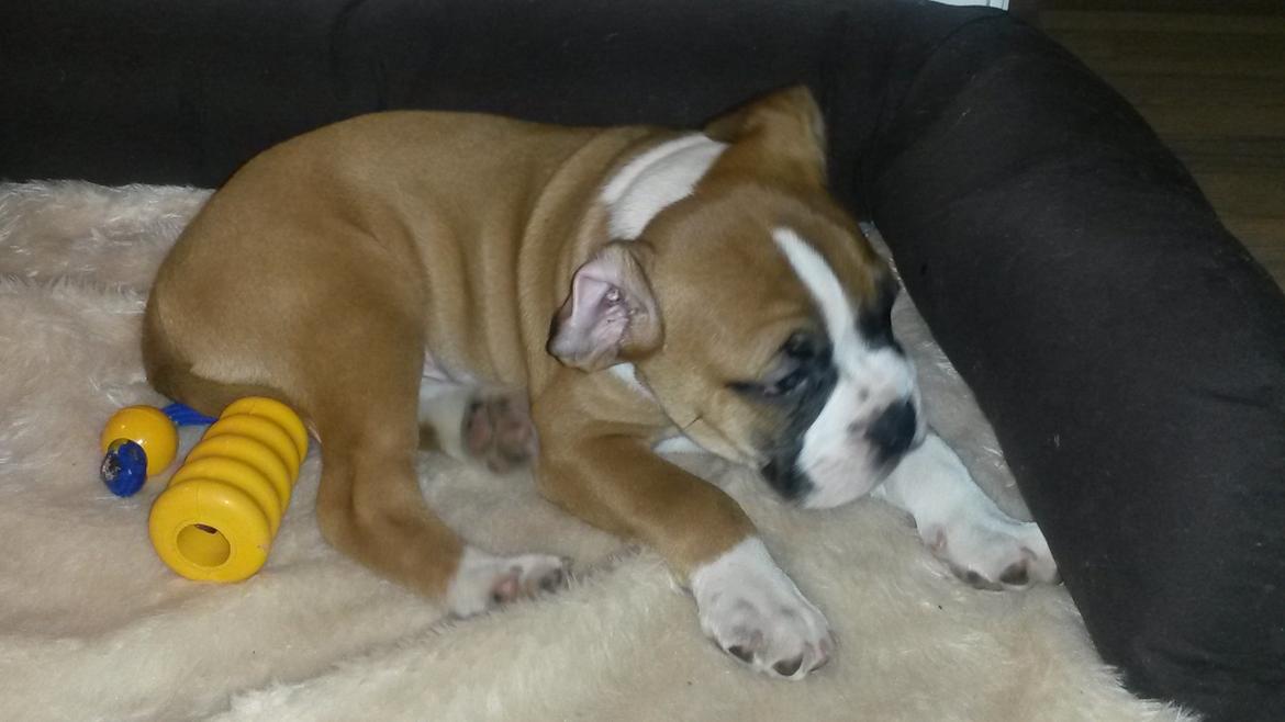 Olde english bulldogge Frankie billede 4