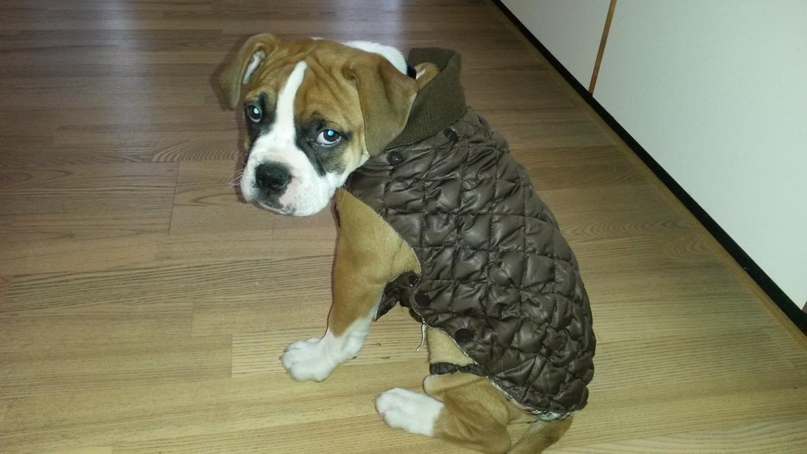 Olde english bulldogge Frankie billede 5