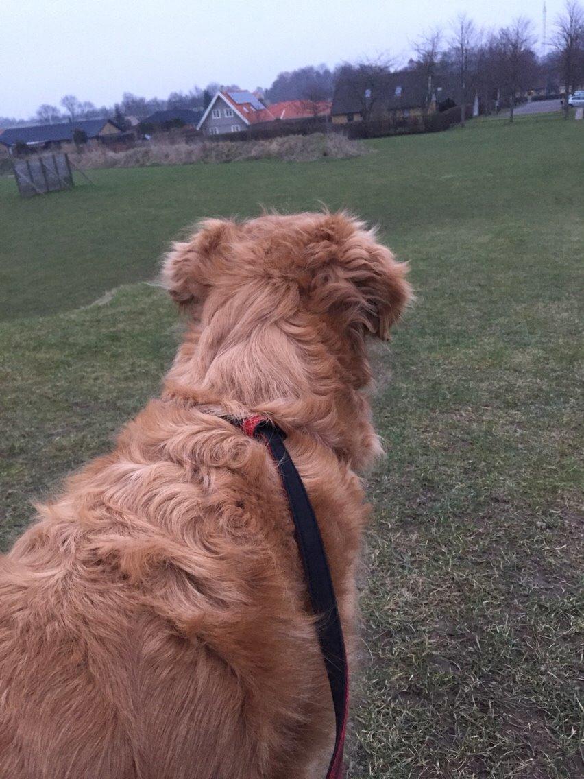 Golden retriever Koda billede 26