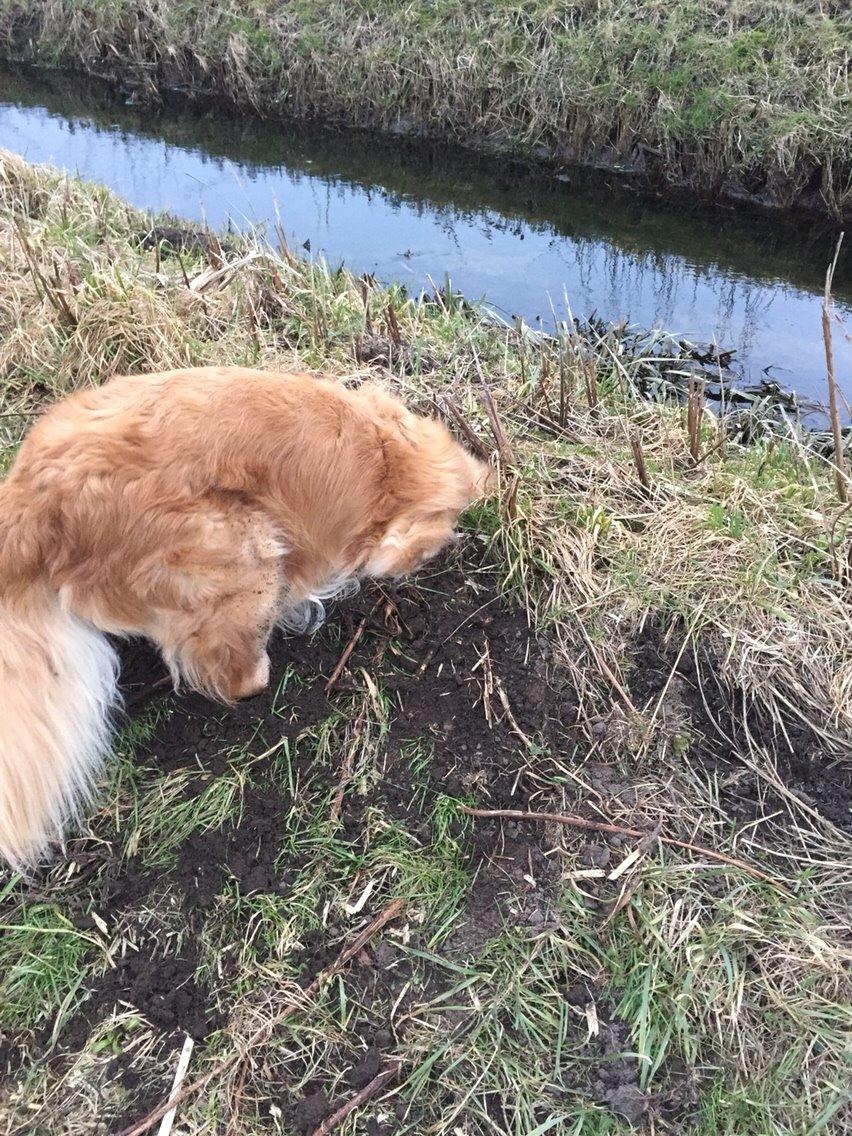 Golden retriever Koda billede 25