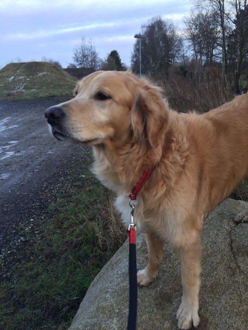 Golden retriever Koda billede 28