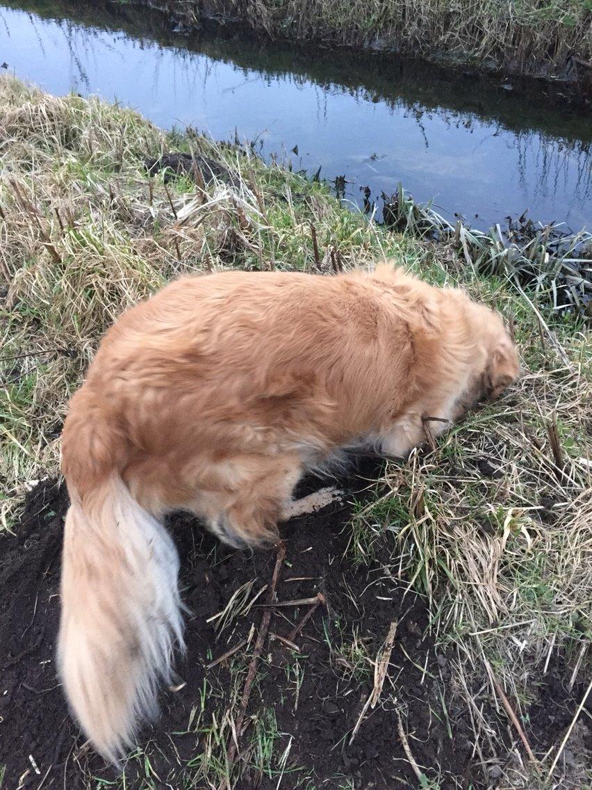 Golden retriever Koda billede 27