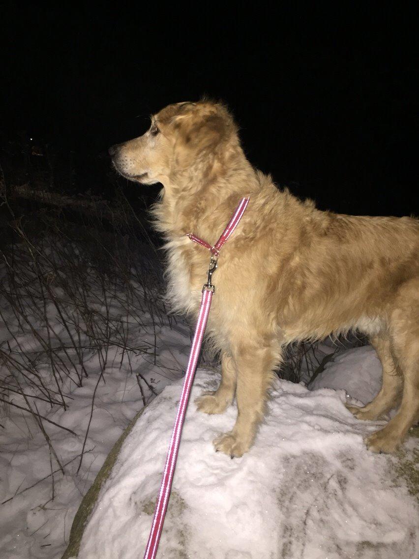 Golden retriever Koda billede 29