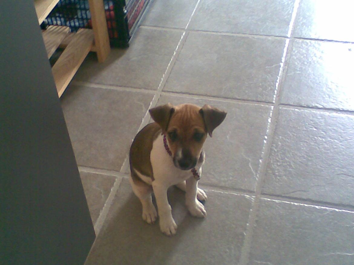 Dansk svensk gaardhund Frida billede 10