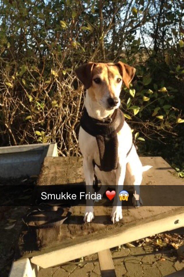 Dansk svensk gaardhund Frida billede 12