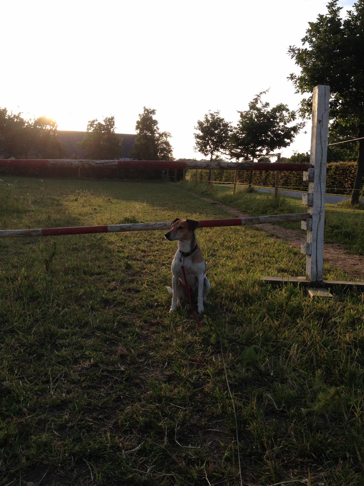 Dansk svensk gaardhund Frida - Min lille springhund  billede 13