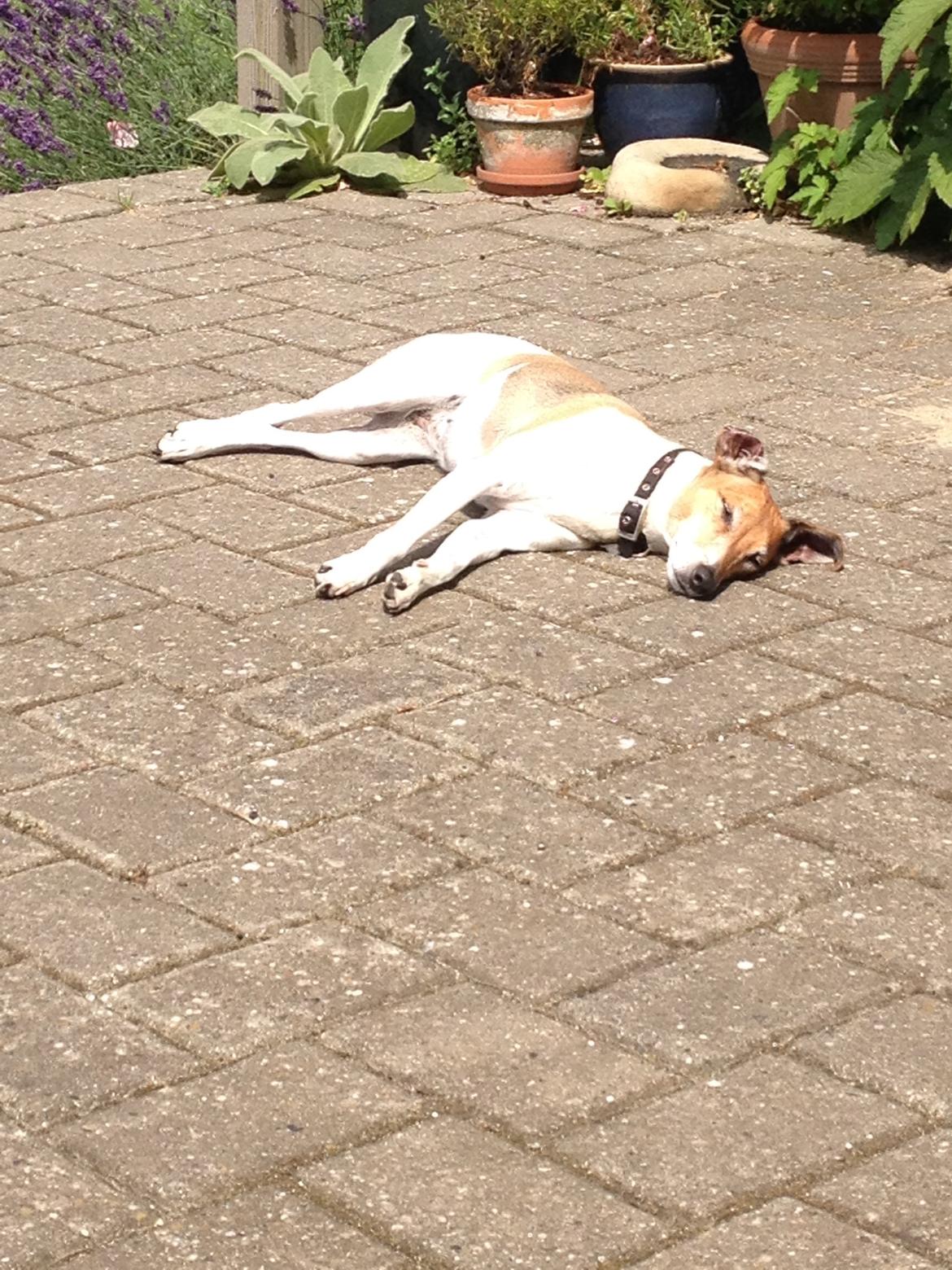 Dansk svensk gaardhund Frida billede 11