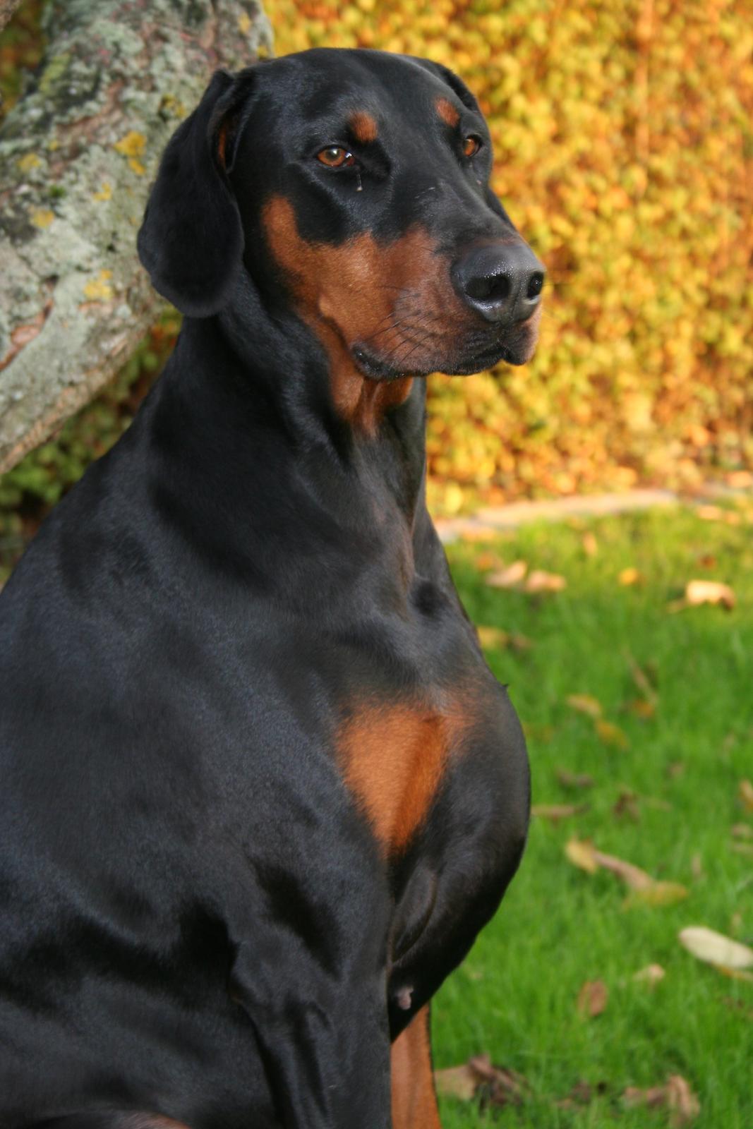Dobermann Proud Danish Fancy Face(Chica) billede 1
