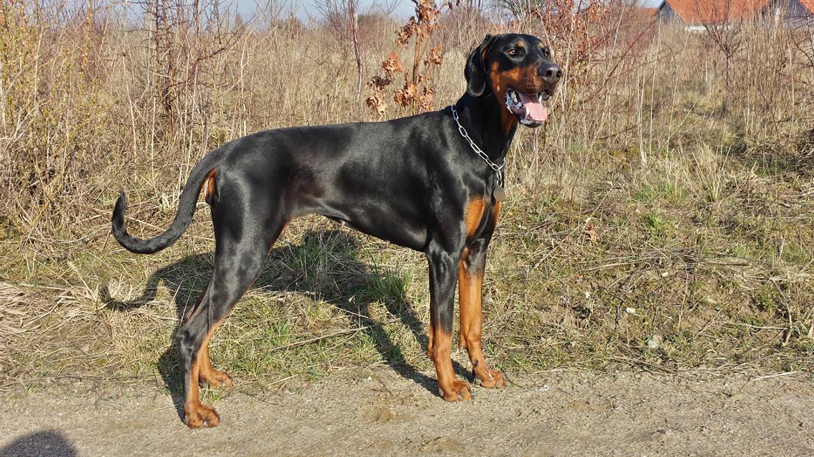 Dobermann Proud Danish Fancy Face(Chica) billede 20