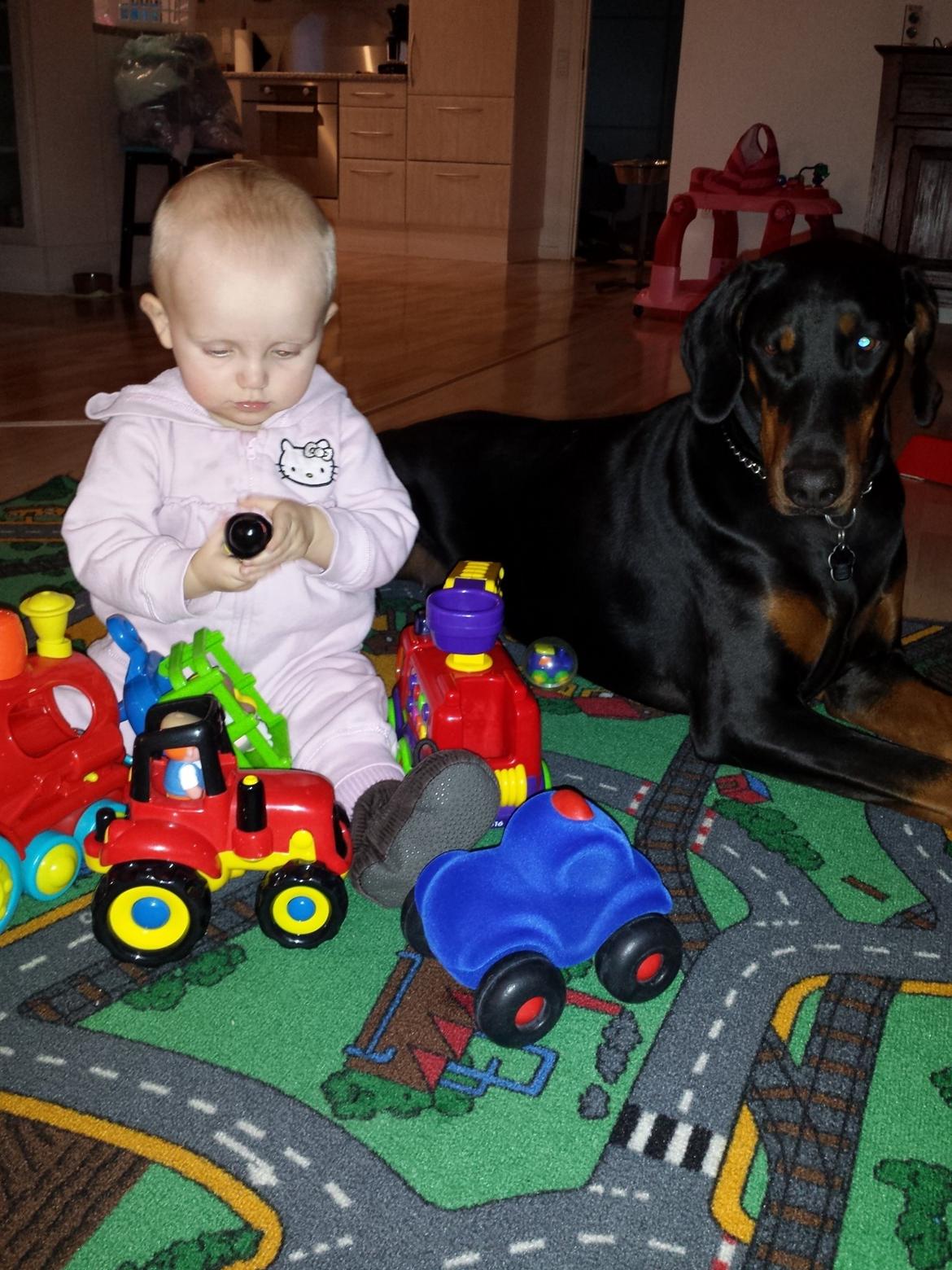 Dobermann Proud Danish Fancy Face(Chica) billede 21