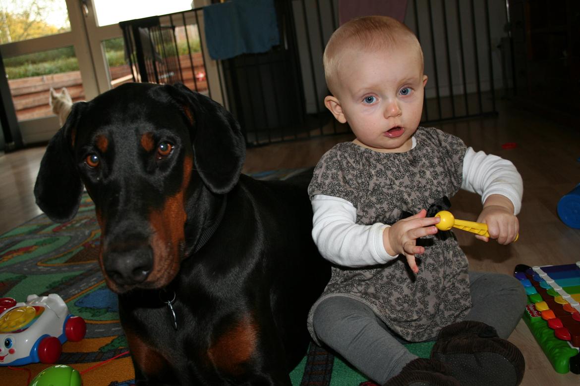 Dobermann Proud Danish Fancy Face(Chica) billede 22