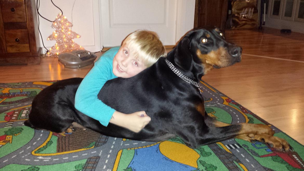 Dobermann Proud Danish Fancy Face(Chica) billede 23