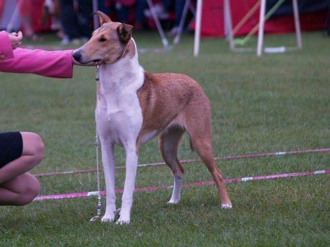 Collie korthåret Collected Memories California Dream billede 2