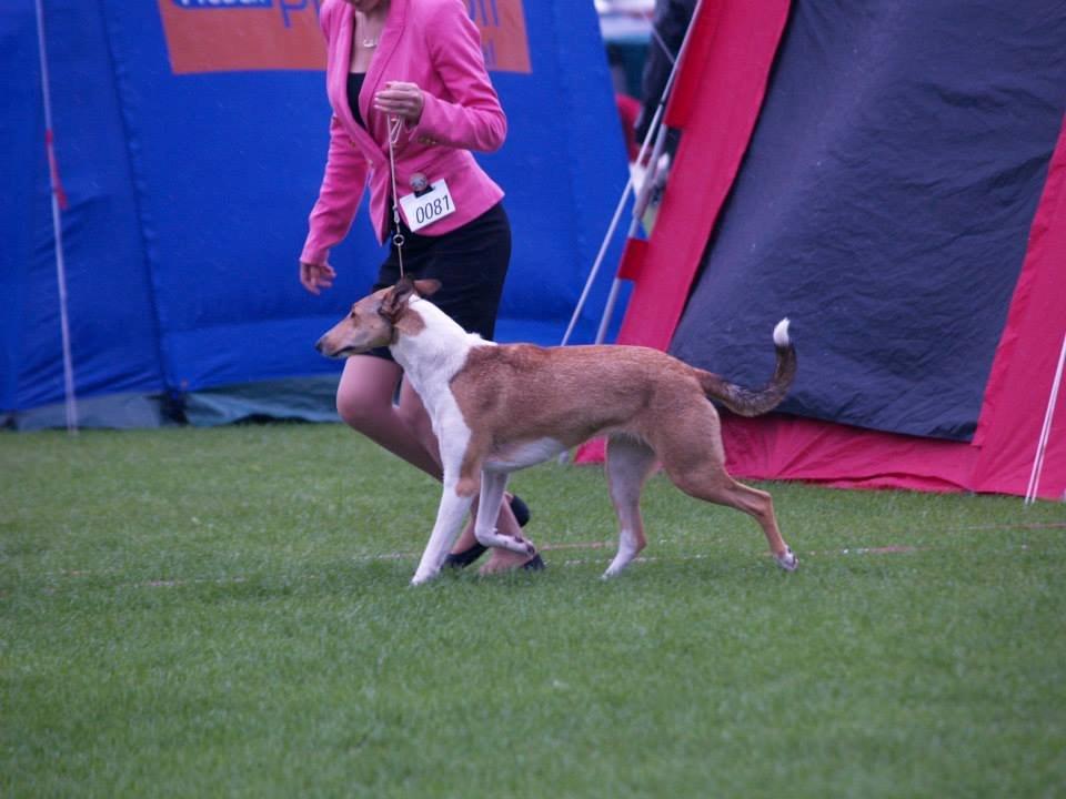 Collie korthåret Collected Memories California Dream billede 3