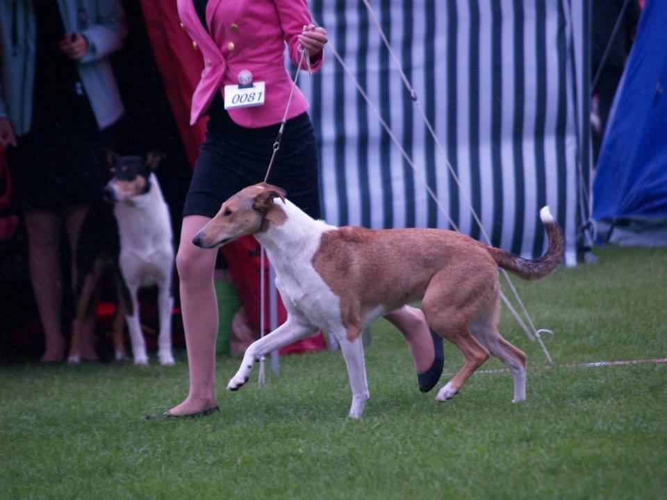 Collie korthåret Collected Memories California Dream billede 4