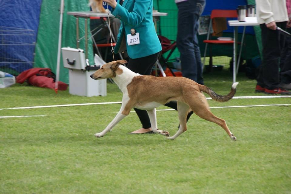 Collie korthåret Collected Memories California Dream billede 1