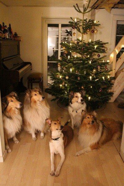 Collie korthåret Collected Memories California Dream billede 5