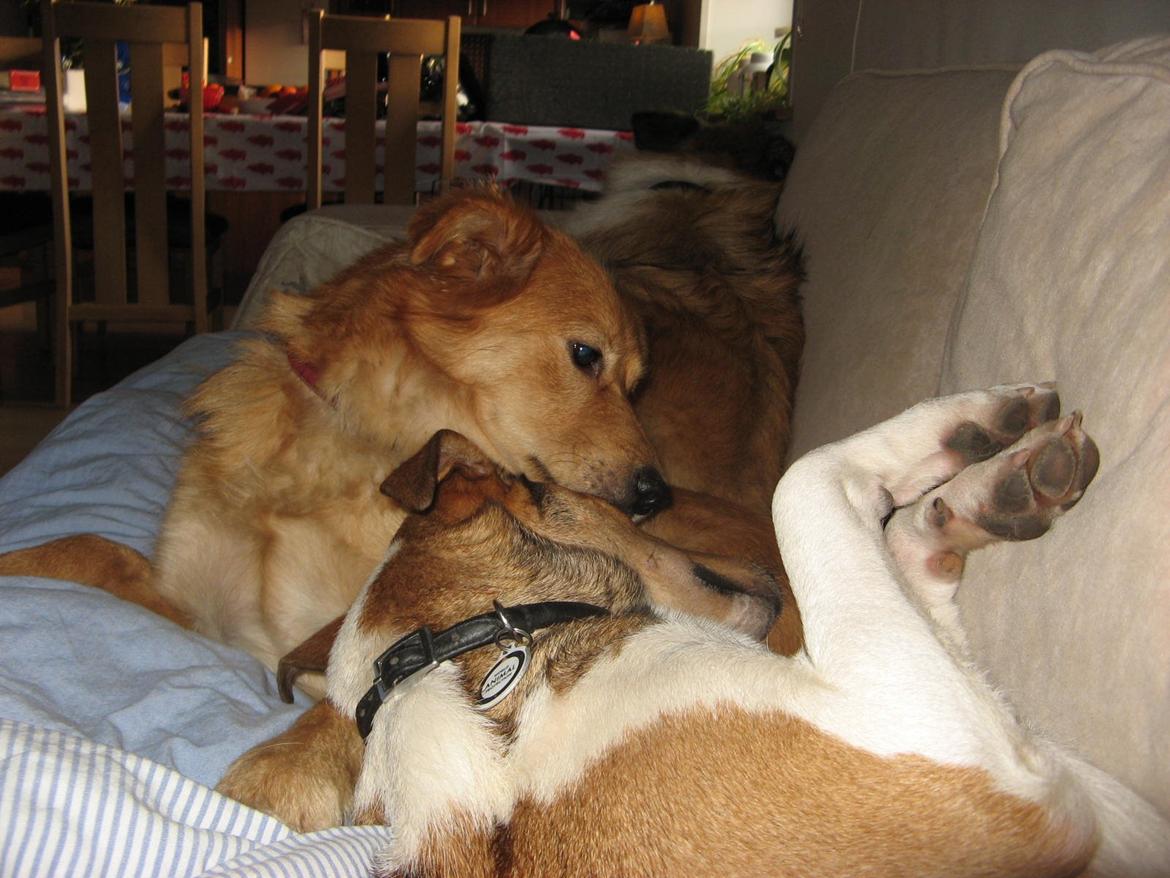 Collie korthåret Collected Memories California Dream billede 6