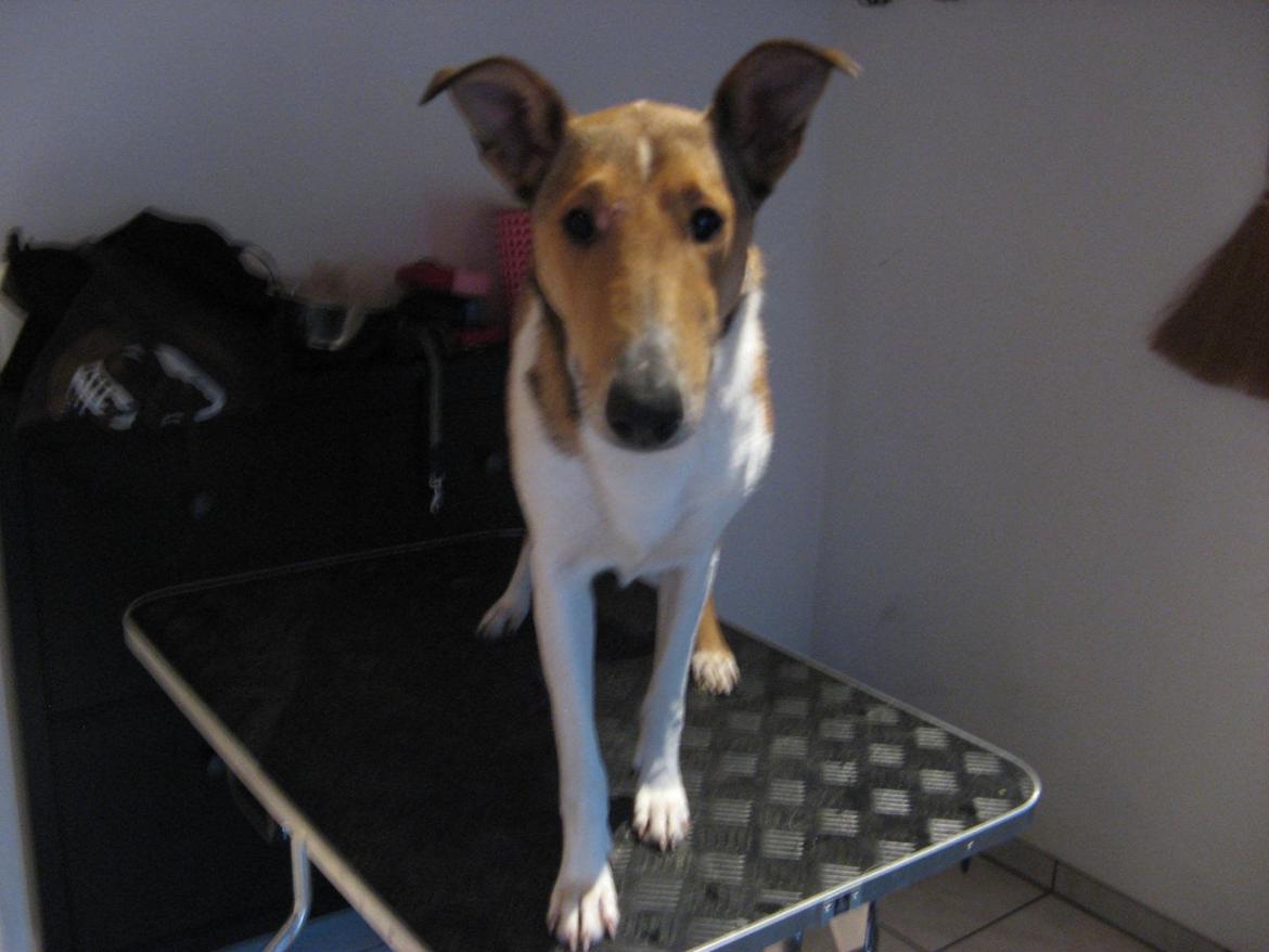 Collie korthåret Collected Memories California Dream billede 7