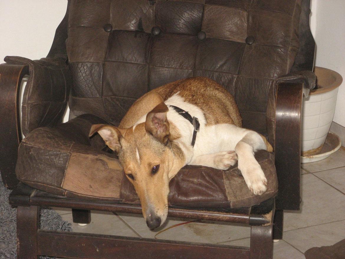 Collie korthåret Collected Memories California Dream billede 8