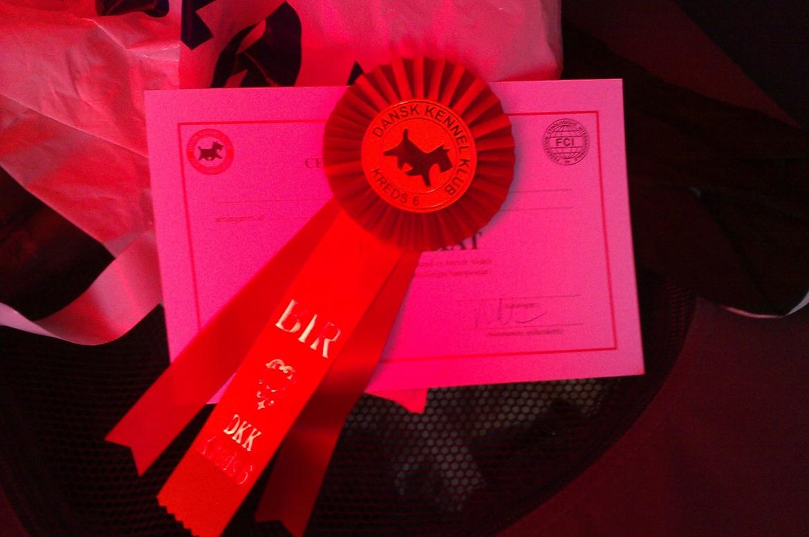 Collie korthåret Collected Memories California Dream billede 9