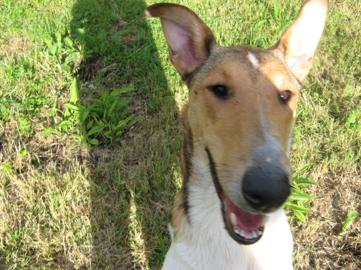 Collie korthåret Collected Memories California Dream billede 10