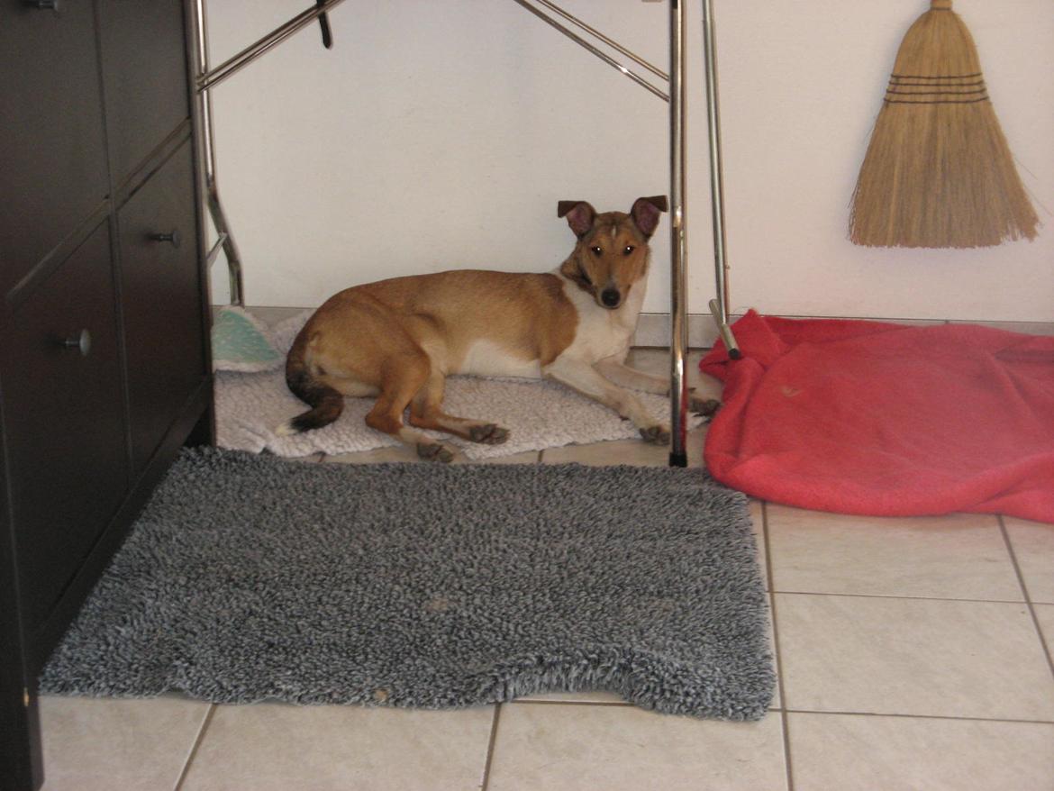 Collie korthåret Collected Memories California Dream billede 11