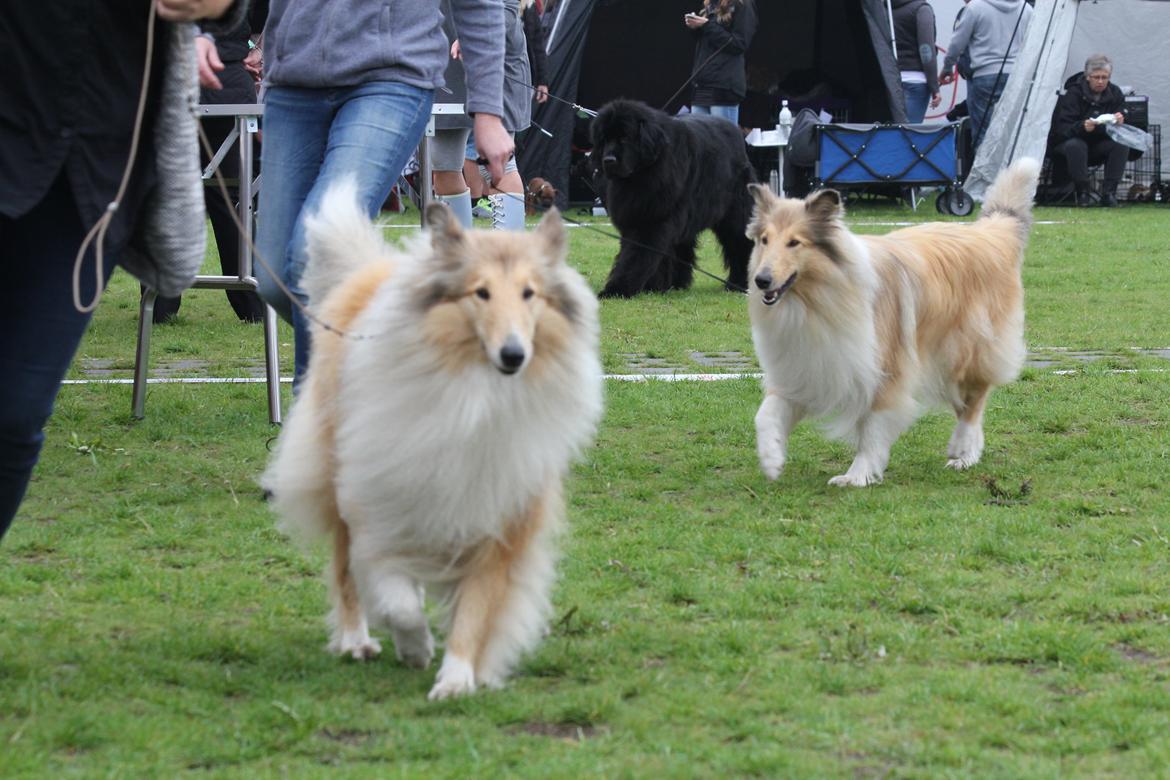 Collie langhåret Nitopets from Venezuela billede 1