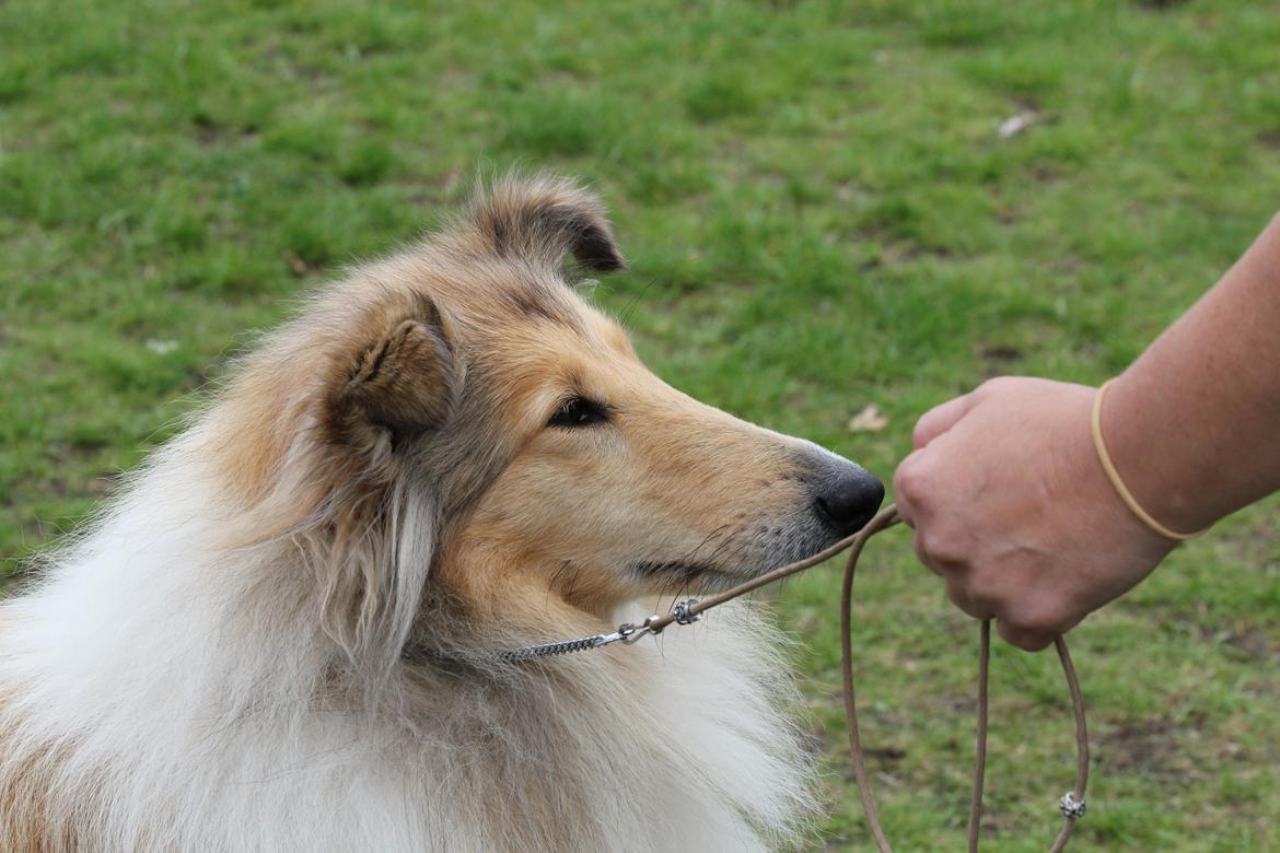 Collie langhåret Nitopets from Venezuela billede 3