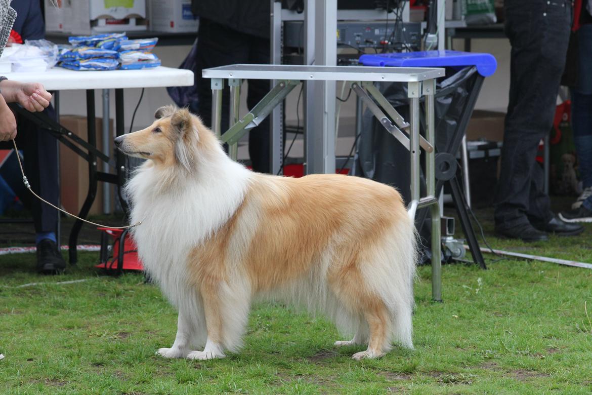 Collie langhåret Nitopets from Venezuela billede 2