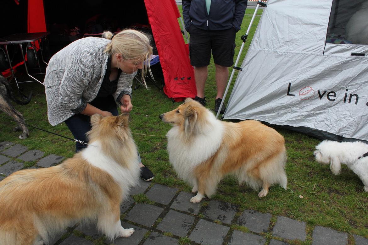 Collie langhåret Nitopets from Venezuela billede 5