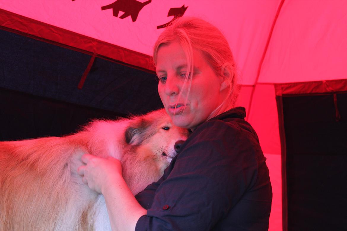 Collie langhåret Nitopets from Venezuela billede 4