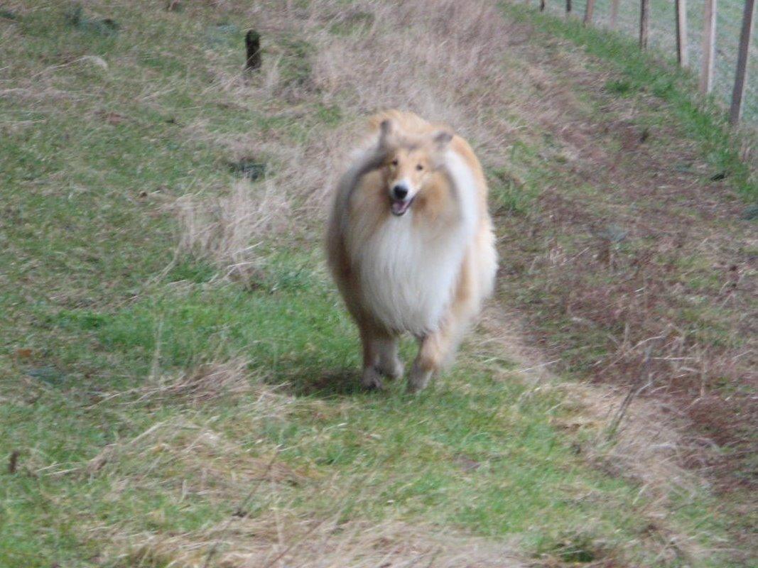 Collie langhåret Nitopets from Venezuela billede 6