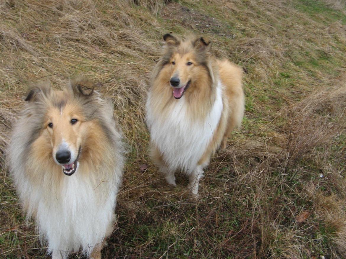 Collie langhåret Nitopets from Venezuela billede 7